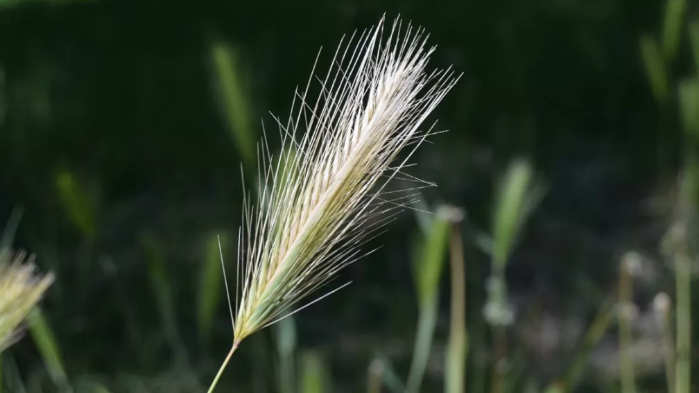 Awnings on the Dog - Danger Lurks in the Field 13 Awnings on the Dog - Danger Lurks in the Field 13