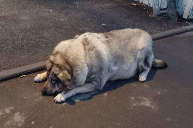 Obesity in Dogs 12 Obesity in Dogs 12