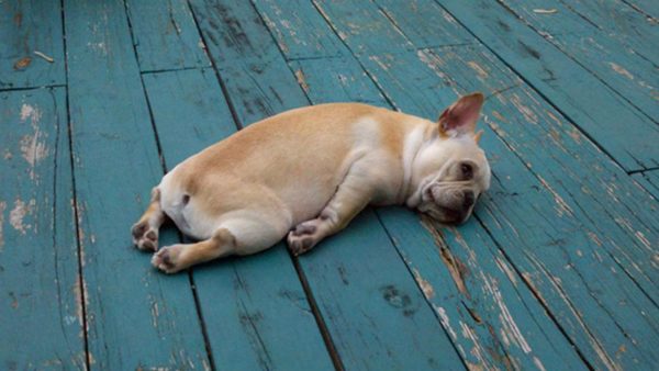 Depression in Dogs - Can Our Four-legged Friends Get Depressed? 12 Depression in Dogs - Can Our Four-legged Friends Get Depressed? 12