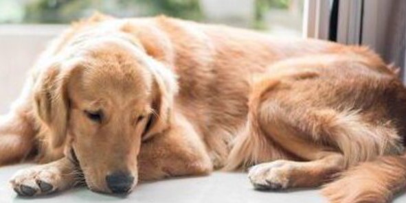 Hypothyroidism in Dogs - Symptoms & Treatment 13 Hypothyroidism in Dogs - Symptoms & Treatment 13
