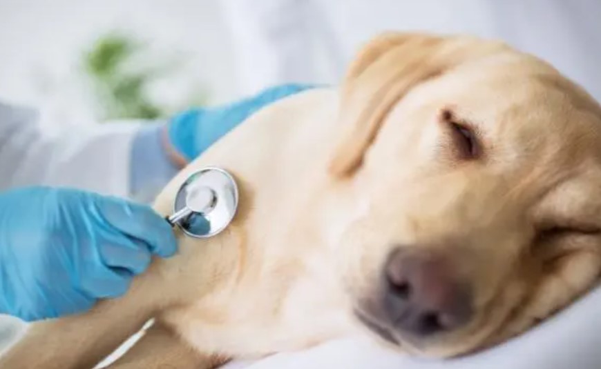 Giardia in Dogs - Now is the Time to Be Careful! 12 Giardia in Dogs - Now is the Time to Be Careful! 12