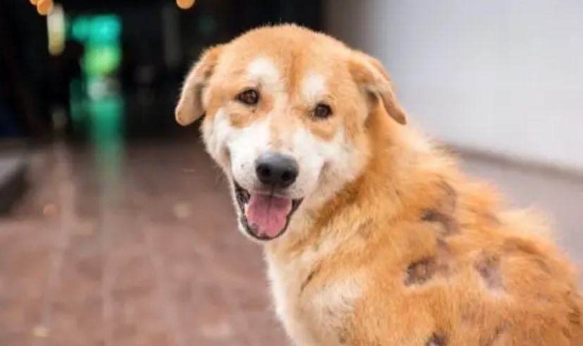 Addison's Disease in Dogs - What Hardly Anyone Knows 13