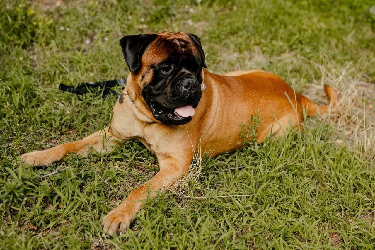 Castration in Dogs: Advantages and Disadvantages 12 Castration in Dogs: Advantages and Disadvantages 12