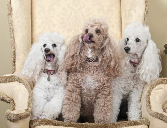 Amber Necklace for the Dog 14