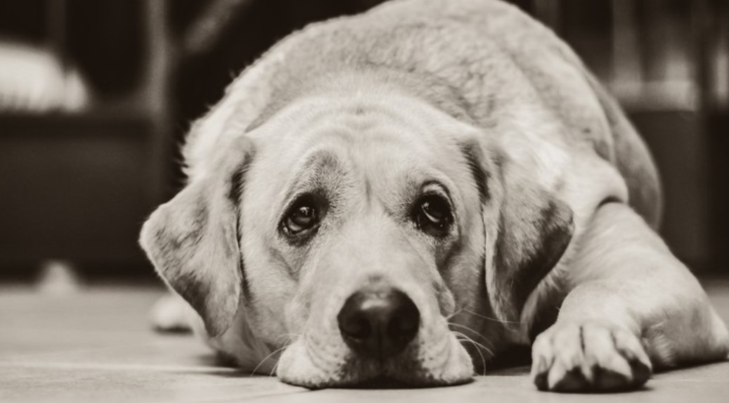 Sedatives for the Dog - Successfully Relieve Stress and Anxiety 12 Sedatives for the Dog - Successfully Relieve Stress and Anxiety 12