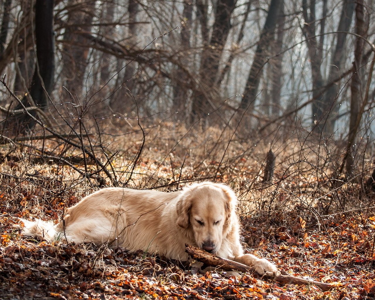 Oak Processionary Moth in Dogs - Sources of Danger and Treatment 13 Oak Processionary Moth in Dogs - Sources of Danger and Treatment 13