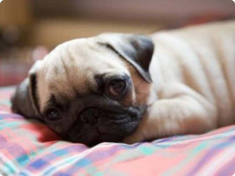 The Dog Doesn't Eat - Causes and Solutions 13