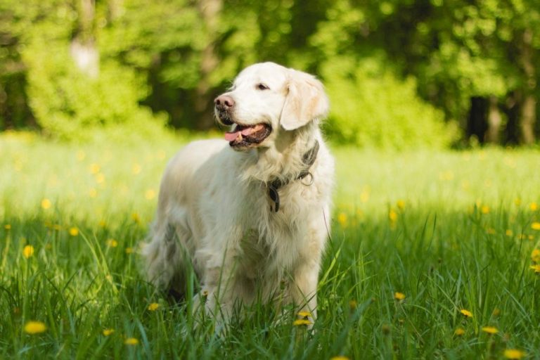 Pollen Allergy in Dogs Symptoms, Prevention and Treatment