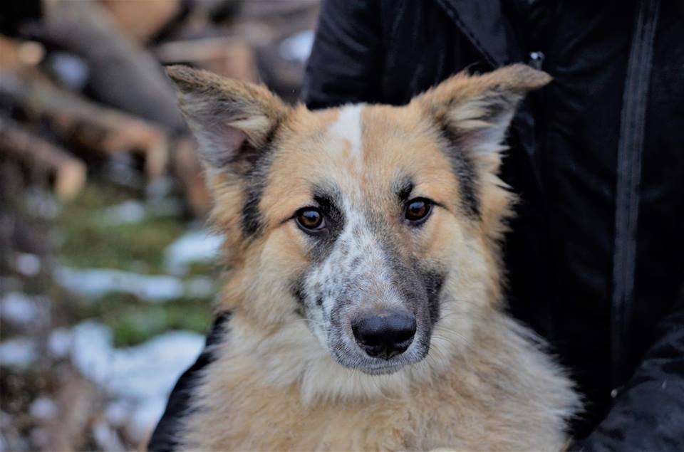 Corona Virus in Dogs - That's What Dog Owners Should Know 9 Corona Virus in Dogs - That's What Dog Owners Should Know 9