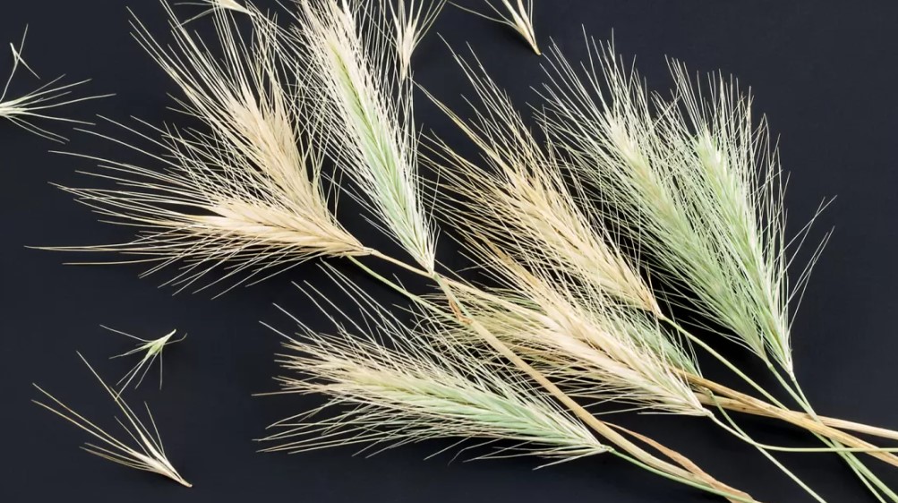 Awnings on the Dog - Danger Lurks in the Field 14 Awnings on the Dog - Danger Lurks in the Field 14