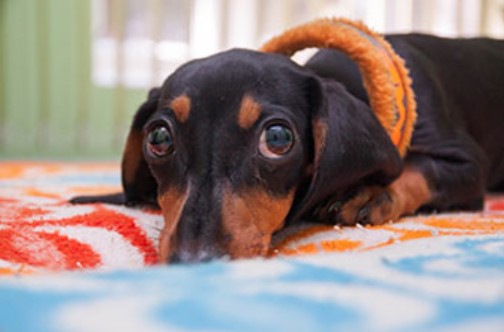 Infecting a Dog with the Flu: Is It Possible? 14 Infecting a Dog with the Flu: Is It Possible? 14