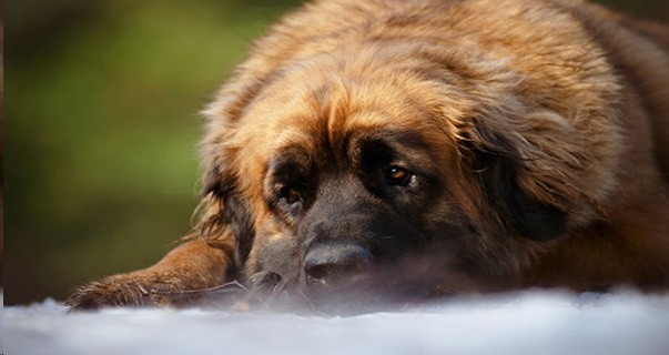 Gastric Torsion in Dogs - All Information at a Glance 11 Gastric Torsion in Dogs - All Information at a Glance 11