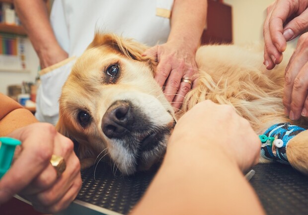 Dog First Aid 11 Dog First Aid 11