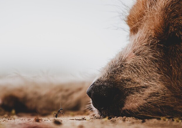 Liver Disease in the Dog 13 Liver Disease in the Dog 13