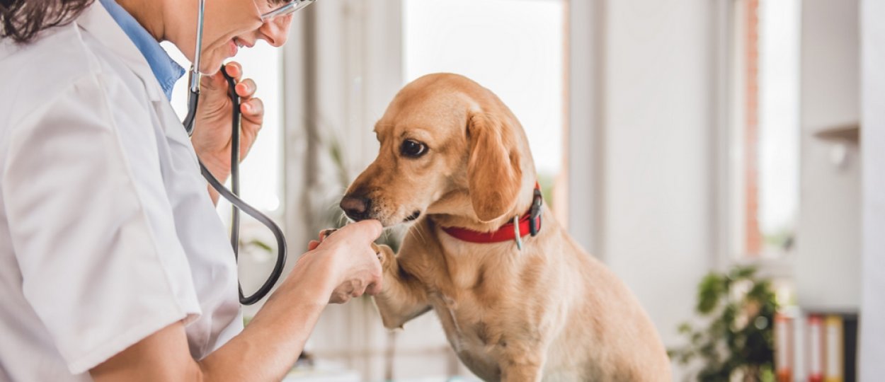 Skin Fungus in Dogs - What to Do? 13 Skin Fungus in Dogs - What to Do? 13