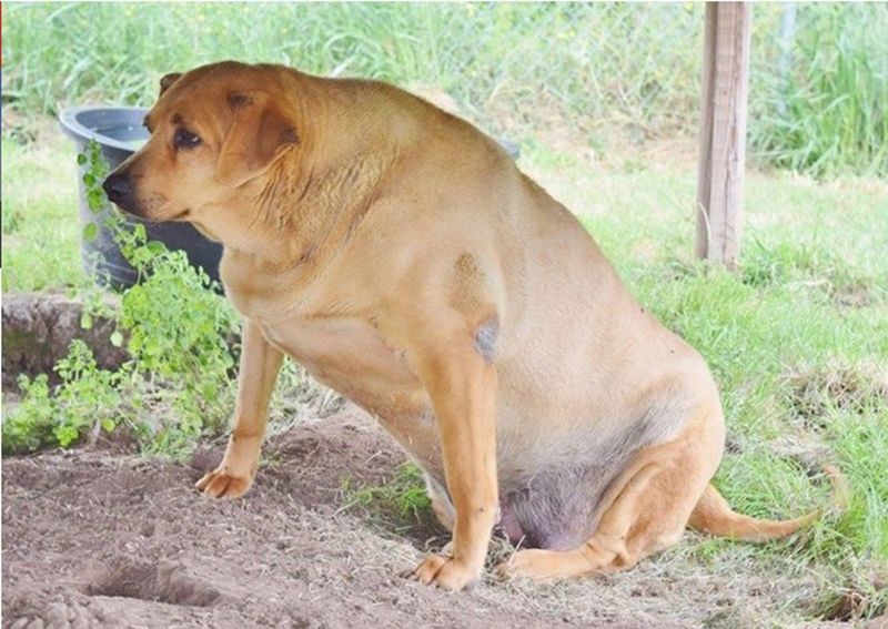 Obesity in Dogs 13 Obesity in Dogs 13