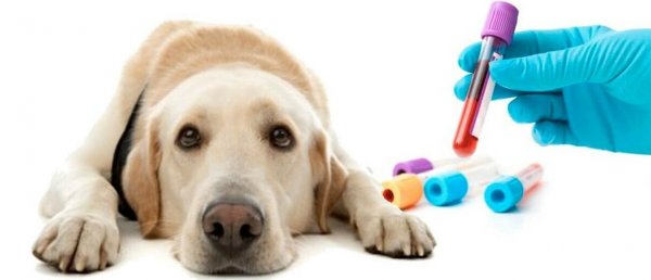 Hypothyroidism in Dogs - Symptoms & Treatment 12 Hypothyroidism in Dogs - Symptoms & Treatment 12