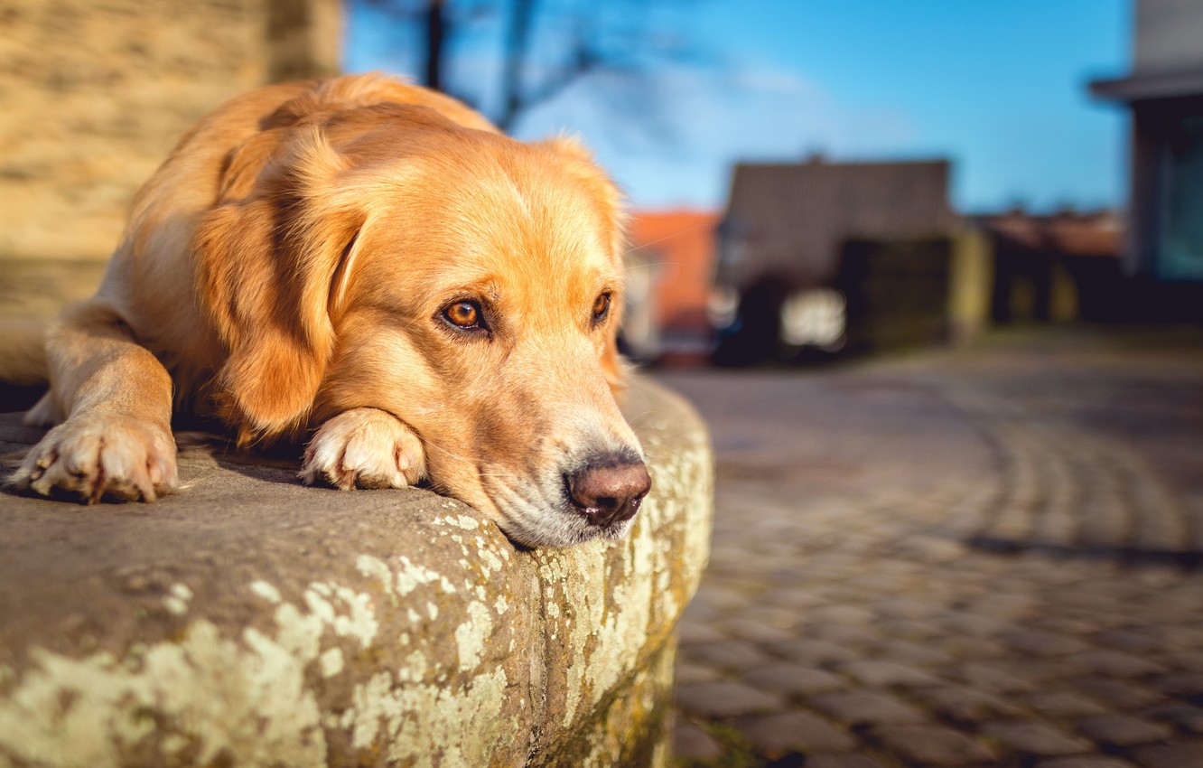 Depression in Dogs - Can Our Four-legged Friends Get Depressed? 13 Depression in Dogs - Can Our Four-legged Friends Get Depressed? 13