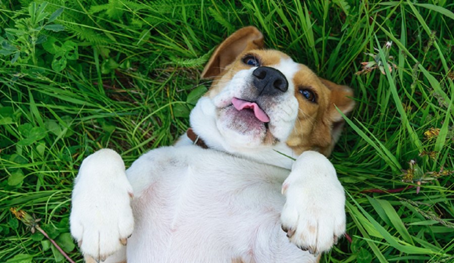 Fever in Dogs - Symptoms, Causes & Treatment 13 Fever in Dogs - Symptoms, Causes & Treatment 13