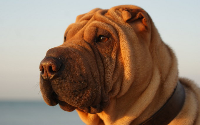 Dog with a Blue Tongue 15