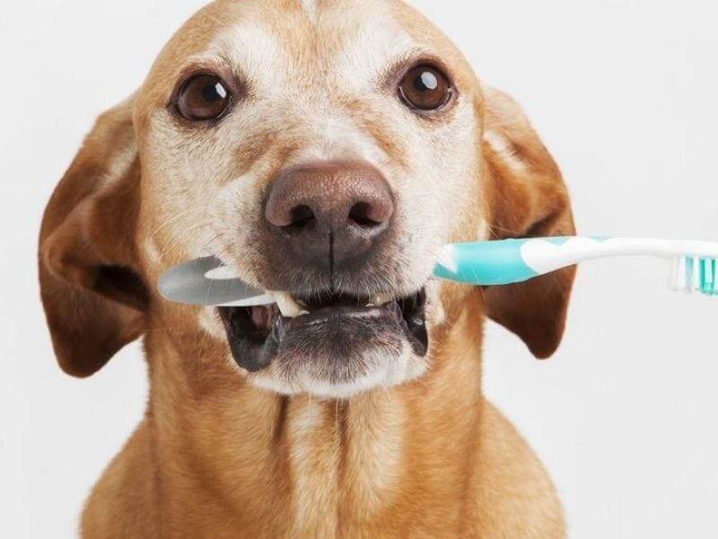 Brushing the Dog's Teeth - This is How It Works 12 Brushing the Dog's Teeth - This is How It Works 12