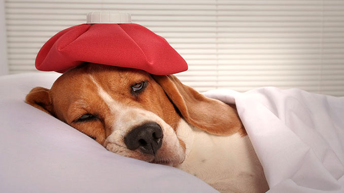 Age in the Dog - Typical Signs of Aging 12