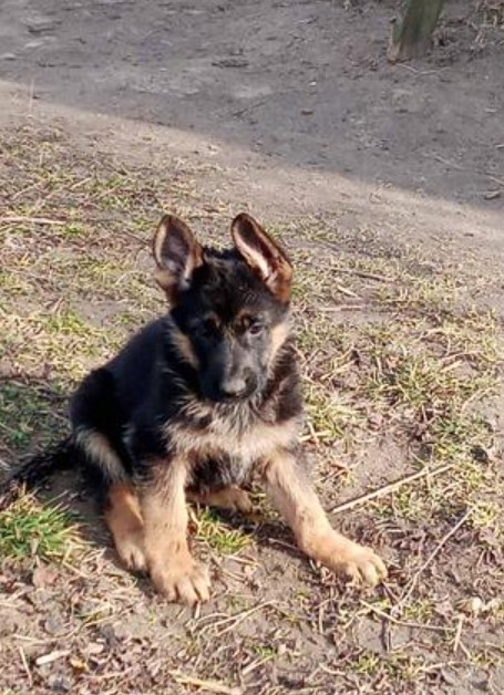 Amber Necklace for the Dog 13