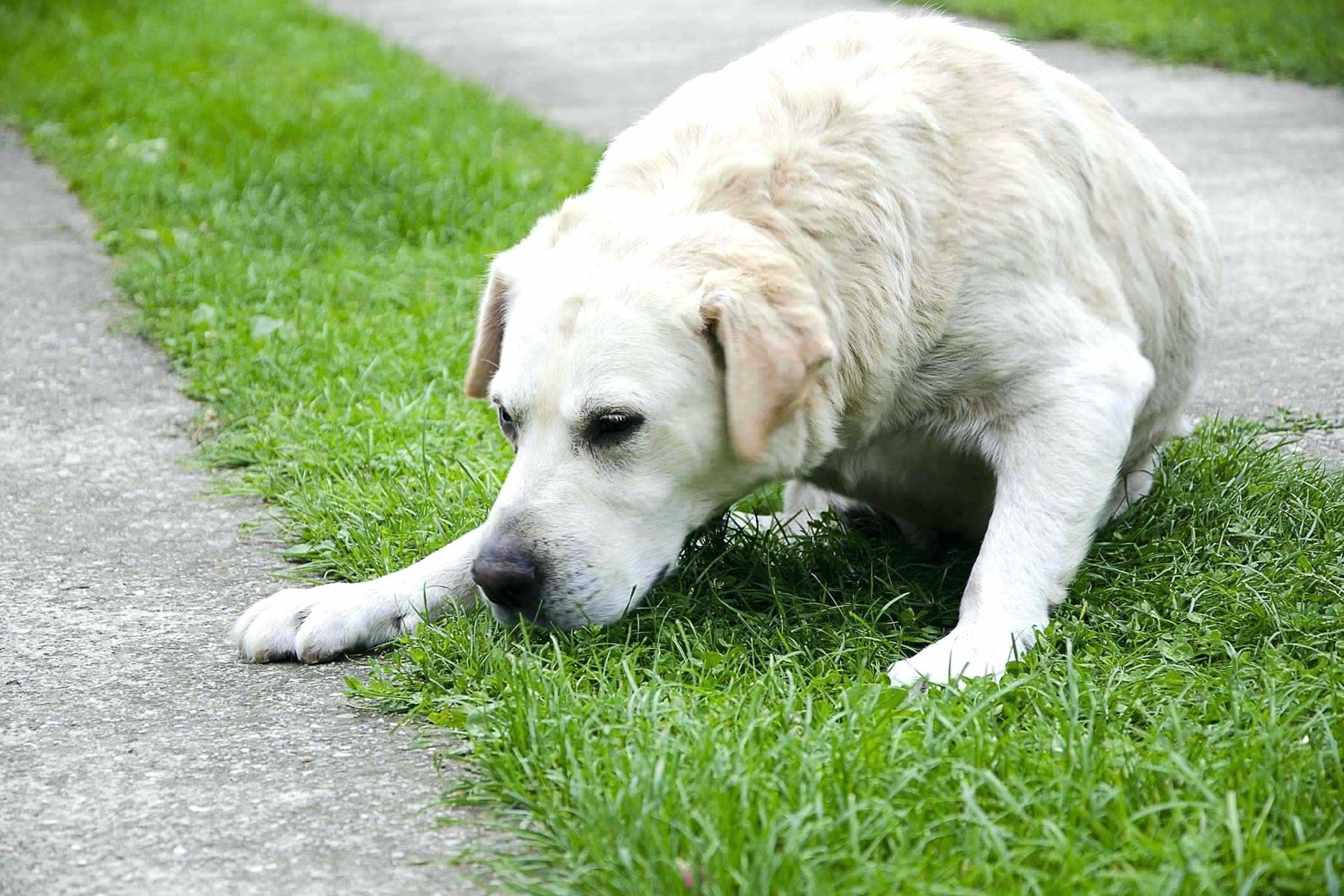 Dog Vomiting: Causes and Treatment 12 Dog Vomiting: Causes and Treatment 12