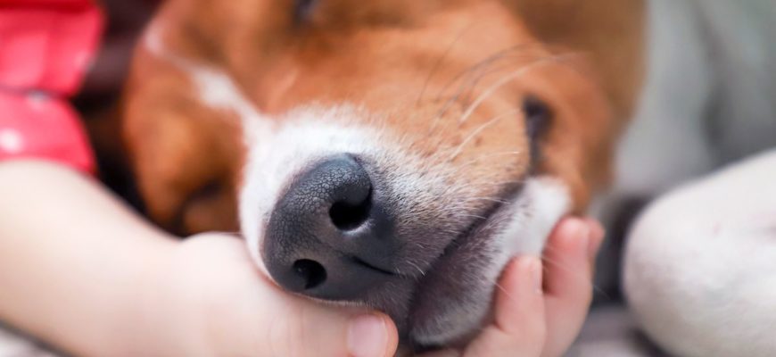 The Dog Doesn't Eat - Causes and Solutions 14