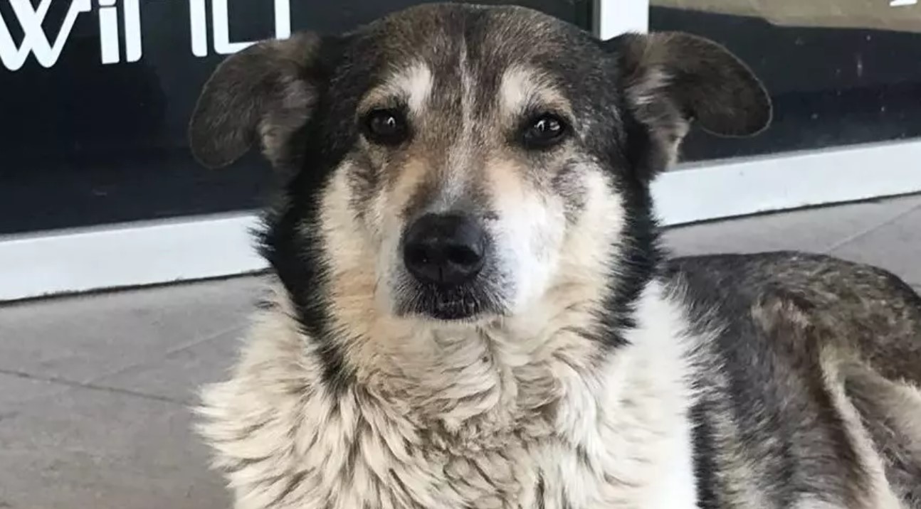 Castration in Dogs: Advantages and Disadvantages 14 Castration in Dogs: Advantages and Disadvantages 14