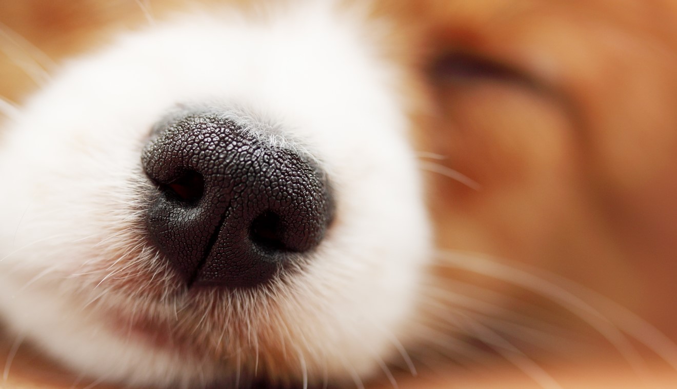 That's Why Dogs Have Cold Noses