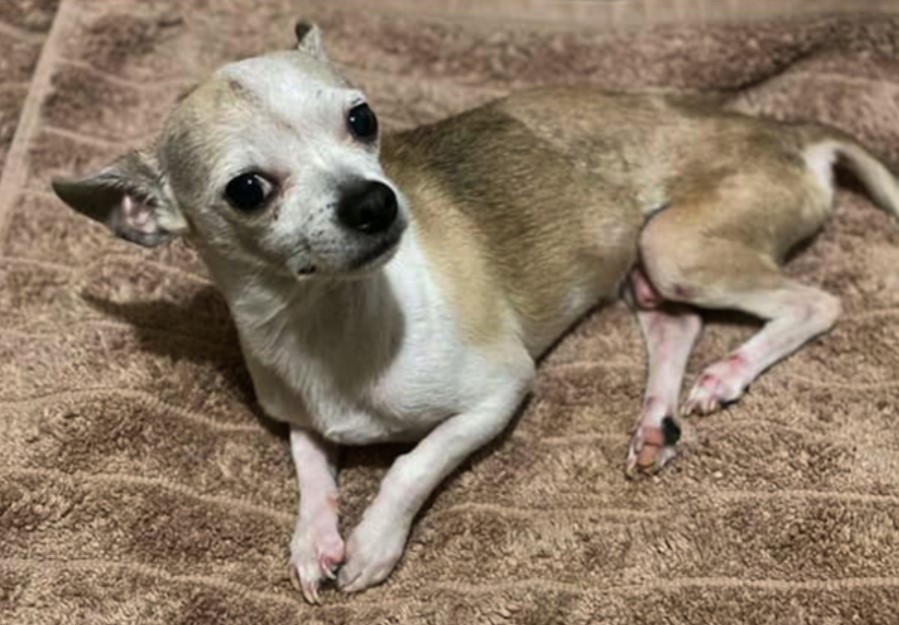 Infecting a Dog with the Flu: Is It Possible? 12 Infecting a Dog with the Flu: Is It Possible? 12