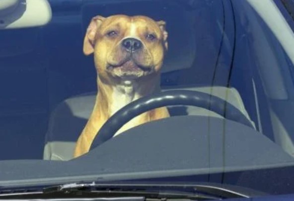 Dog in the Car When It's Hot - What to Do? 11 Dog in the Car When It's Hot - What to Do? 11