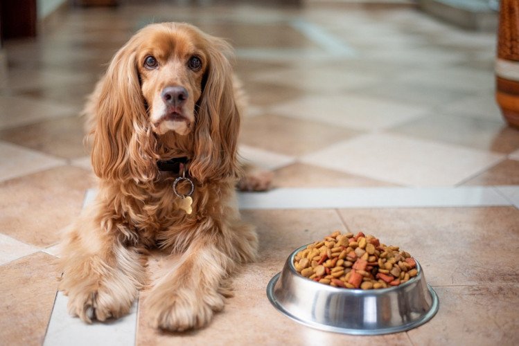 Food Allergy in Dogs 11 Food Allergy in Dogs 11