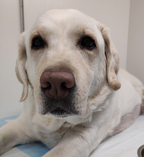 Gastric Torsion in Dogs - All Information at a Glance 12 Gastric Torsion in Dogs - All Information at a Glance 12