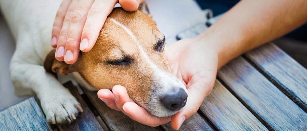 Dog First Aid 12 Dog First Aid 12