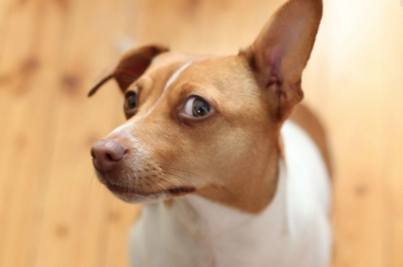 Liver Disease in the Dog 14 Liver Disease in the Dog 14