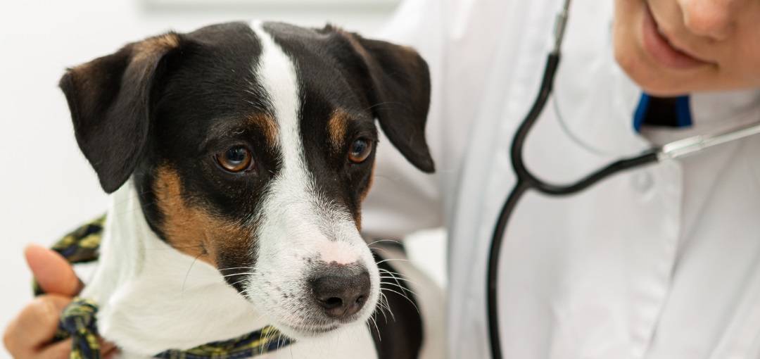 Hypothyroidism in Dogs - Symptoms & Treatment 11 Hypothyroidism in Dogs - Symptoms & Treatment 11