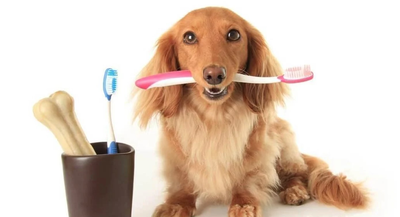 Tooth Disease in Dogs 11 Tooth Disease in Dogs 11