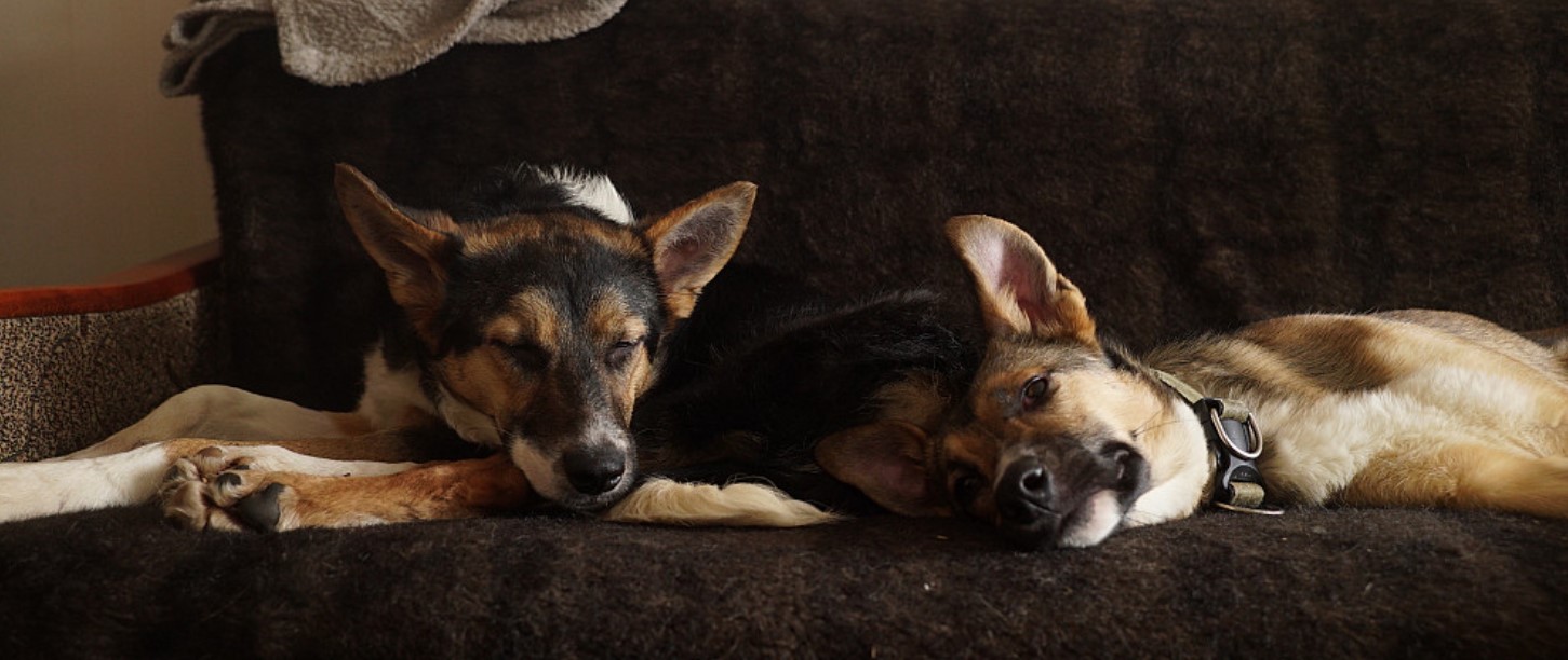 Bad Breath in Dogs 13 Bad Breath in Dogs 13