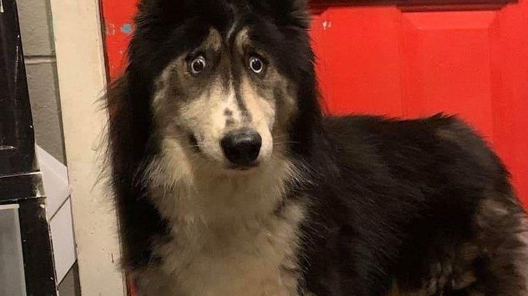 Conjunctivitis in Dogs 14 Conjunctivitis in Dogs 14