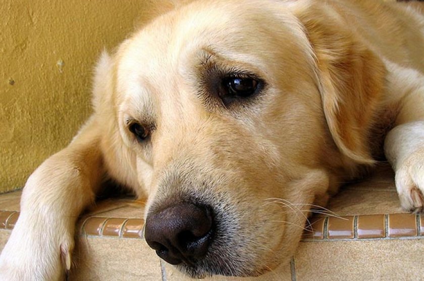 Addison's Disease in Dogs - What Hardly Anyone Knows 11