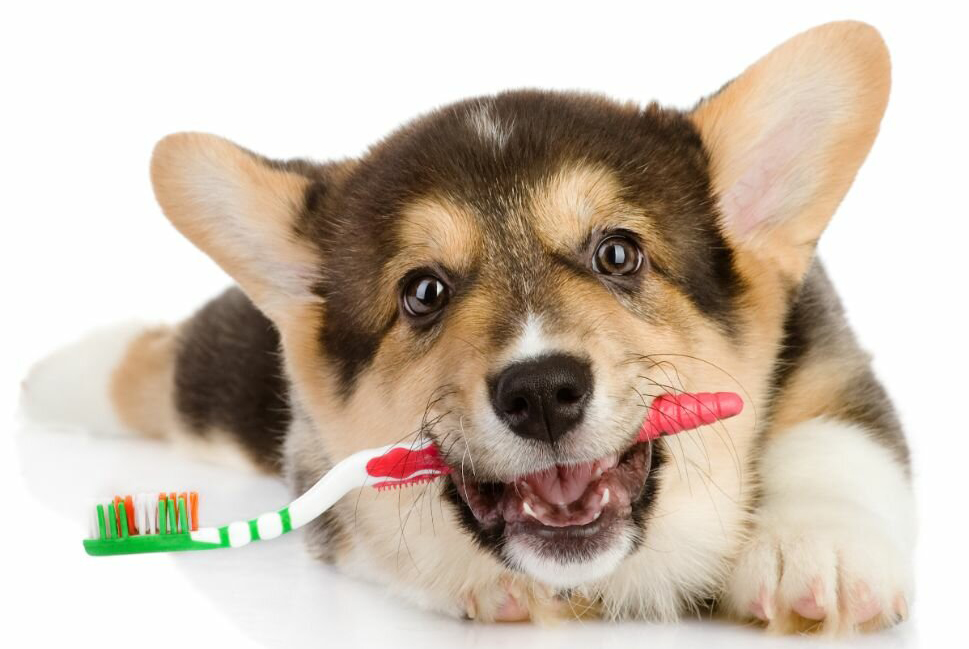 Brushing the Dog's Teeth - This is How It Works 11 Brushing the Dog's Teeth - This is How It Works 11