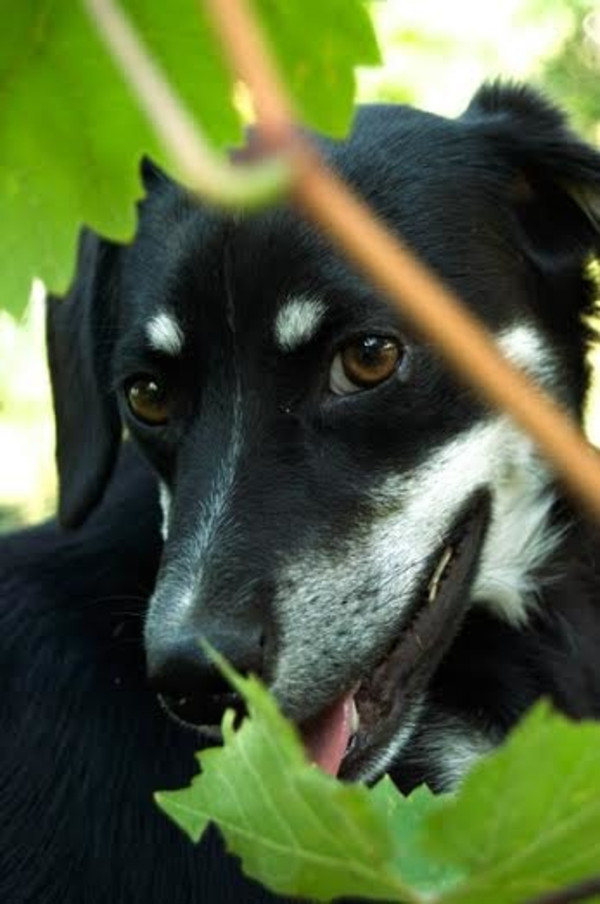 Sterilization in Dogs - Pros and Cons, Process and Costs at a Glance 14