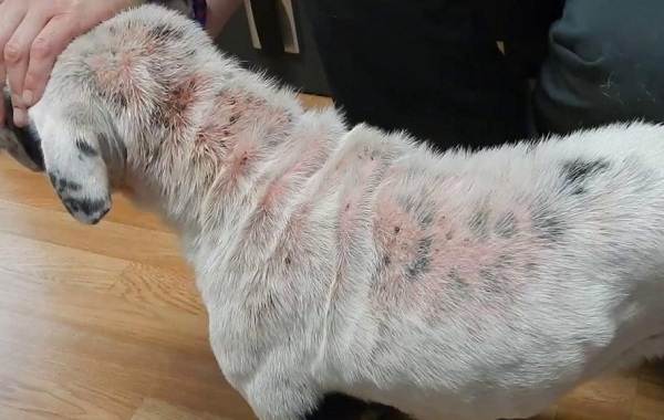 Mange in Dogs - You Should Know That 14 Mange in Dogs - You Should Know That 14