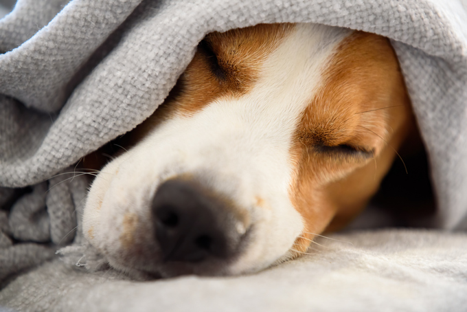 Megaesophagus in the Dog 11 Megaesophagus in the Dog 11