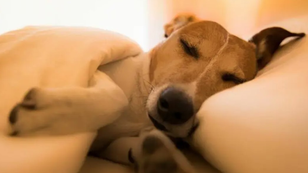 Canine Pancreatitis – When the Pancreas Becomes Inflamed 12 Canine Pancreatitis – When the Pancreas Becomes Inflamed 12