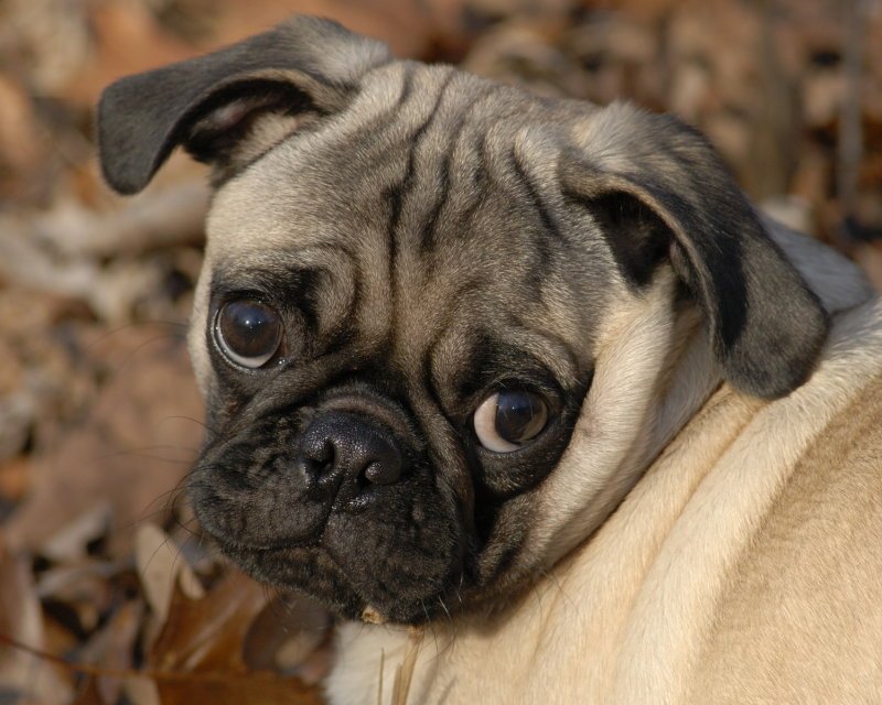 Diabetes in Dogs - Symptoms, Causes & Treatment 11 Diabetes in Dogs - Symptoms, Causes & Treatment 11