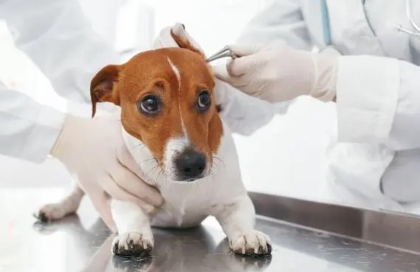 Ear Mites in Dogs 11 Ear Mites in Dogs 11