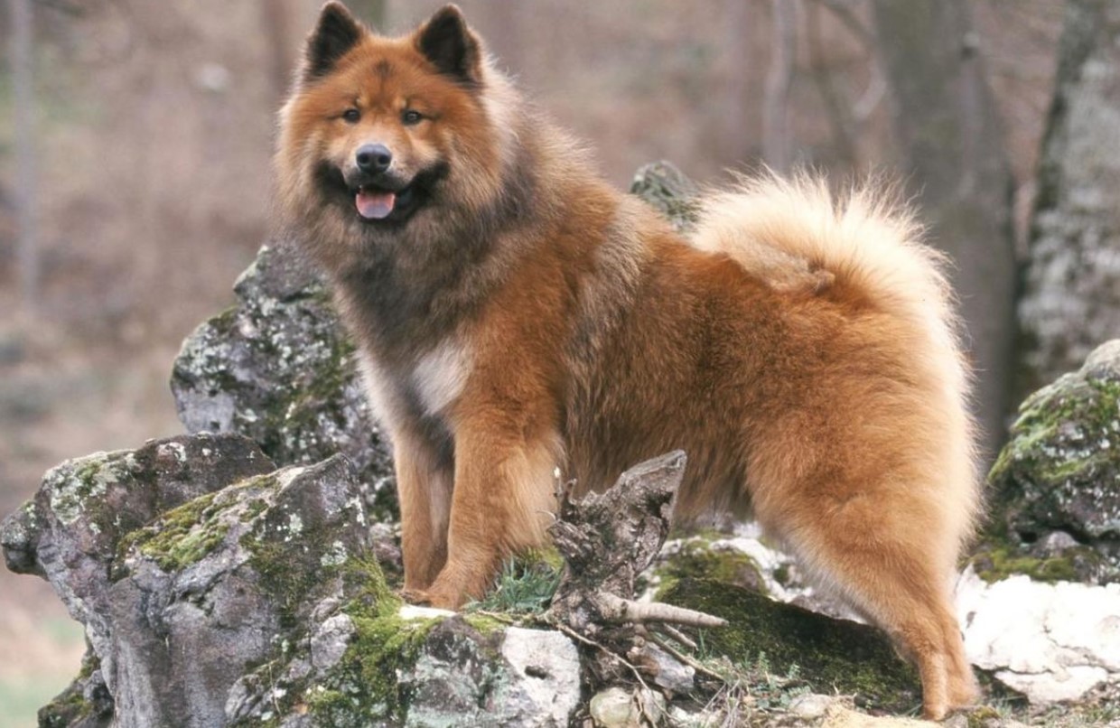 Dog with a Blue Tongue 17